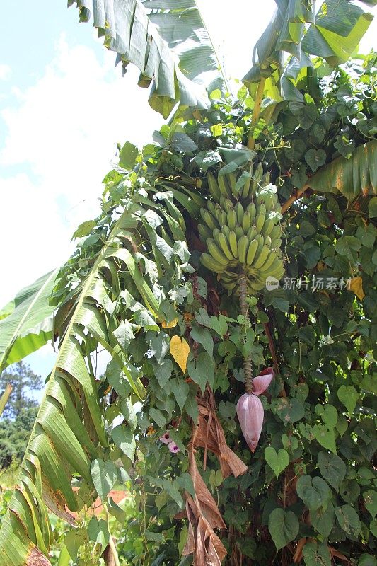 Cuba - Viñales - banana tree